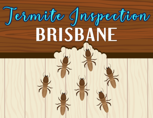 Best Termite Inspection in Brisbane