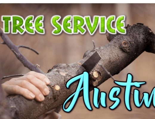 Best Tree Service in Austin