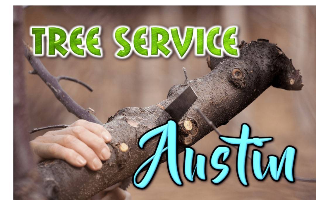 Best Tree Service in Austin