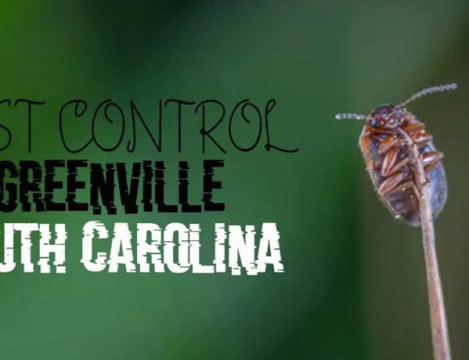 Pest Control Greenville SC