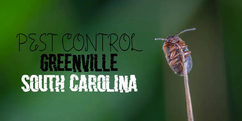 Pest Control Greenville SC
