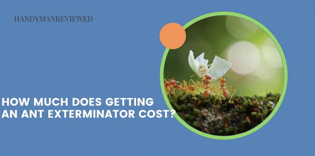How much does getting an ant exterminator cost