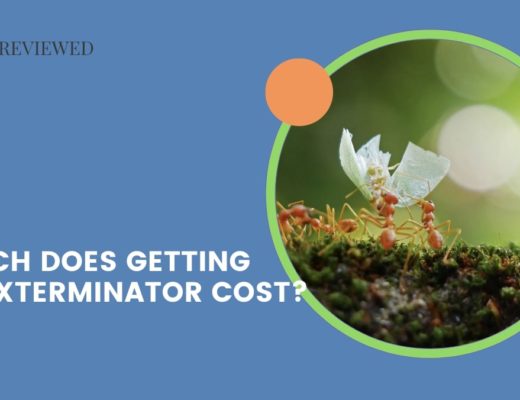 How much does getting an ant exterminator cost