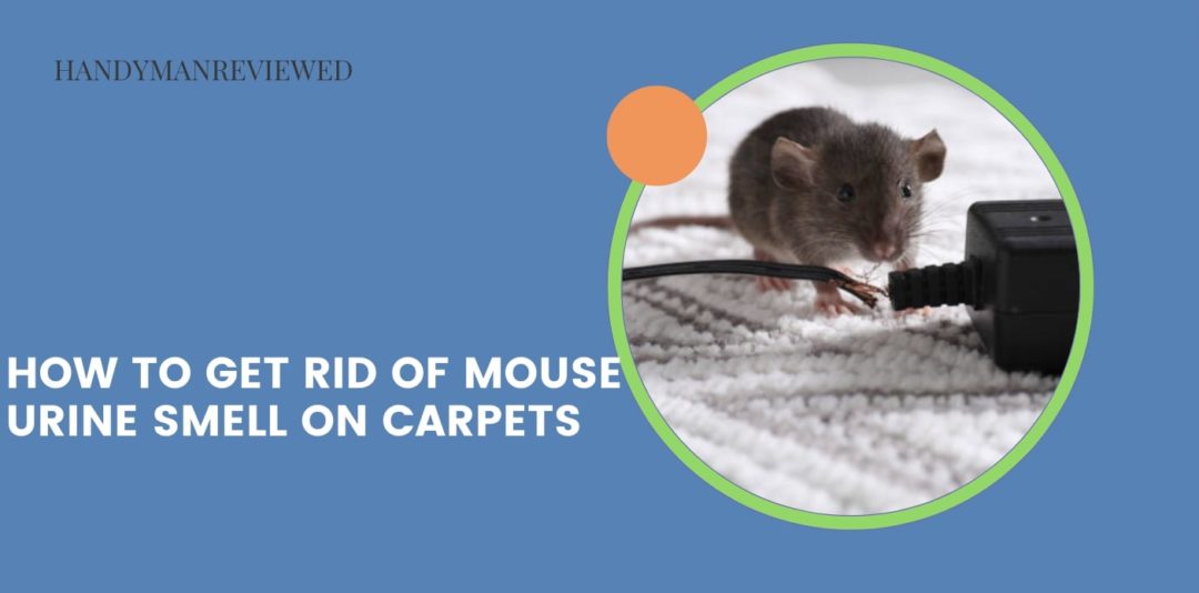 How to Get Rid of Mouse Urine Smell on Carpets