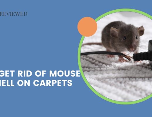 How to Get Rid of Mouse Urine Smell on Carpets