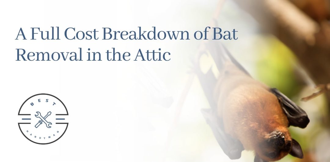 A Full Cost Breakdown of Bat Removal in the Attic