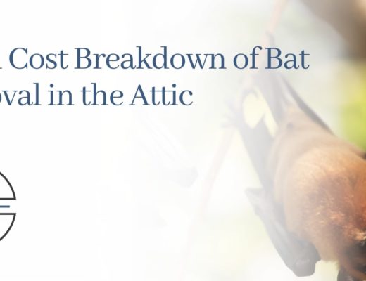 A Full Cost Breakdown of Bat Removal in the Attic