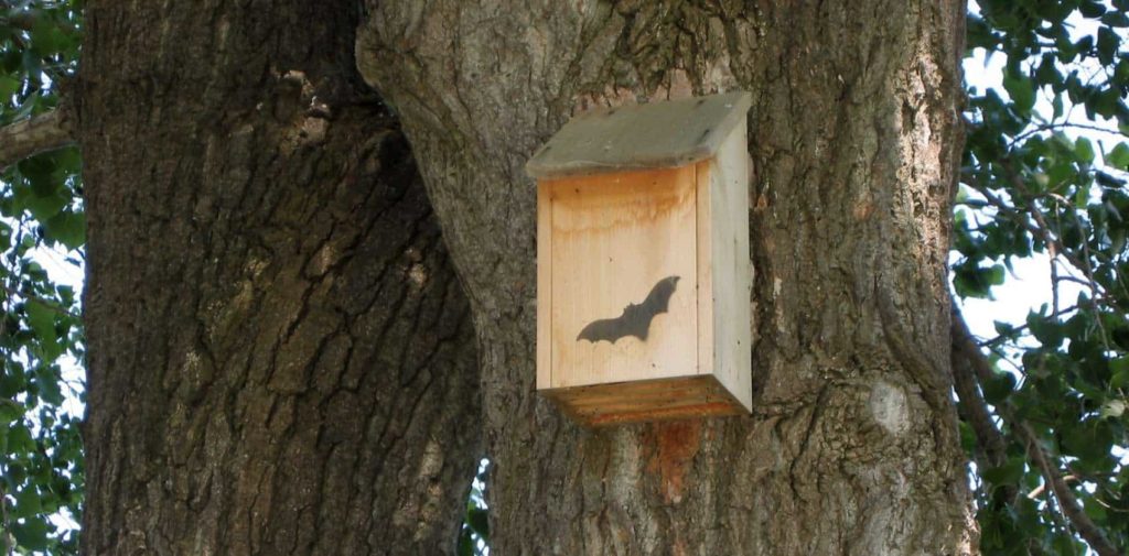 Do bats like to stay in a man-made bat house