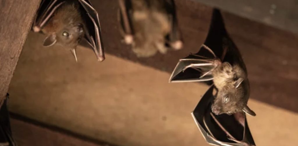 Full Cost Breakdown of Bat Removal