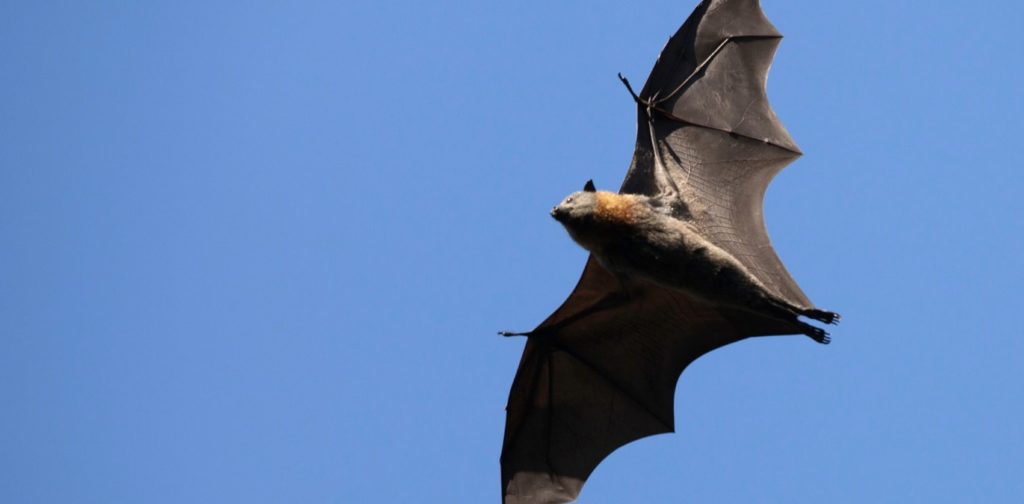 Should I remove or exterminate a bat