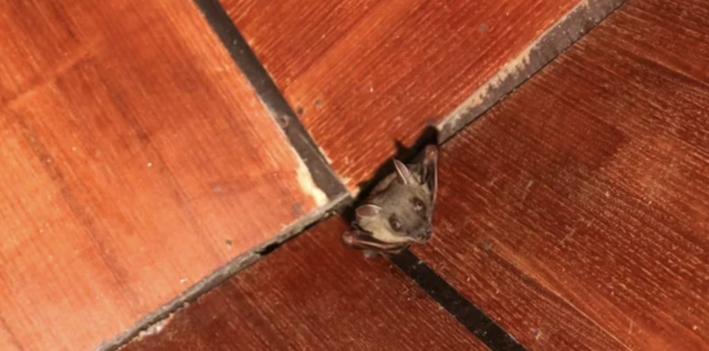 What are the factors affecting bat removal costs