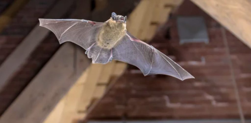 Who do I contact to get rid of bats