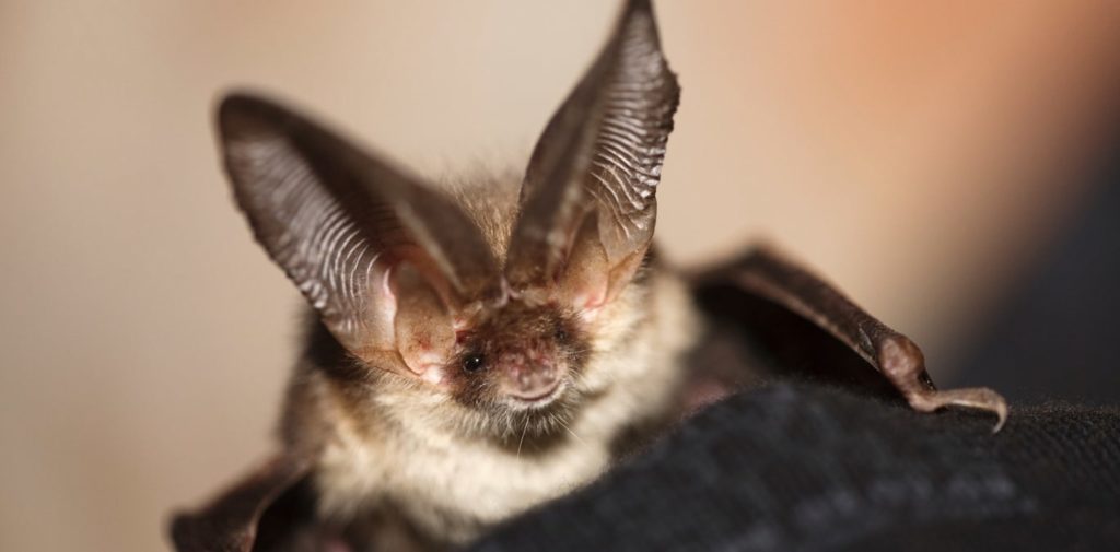 Why do bats fly to and stay in a person’s attic