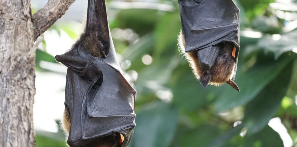 Why is bat removal very expensive