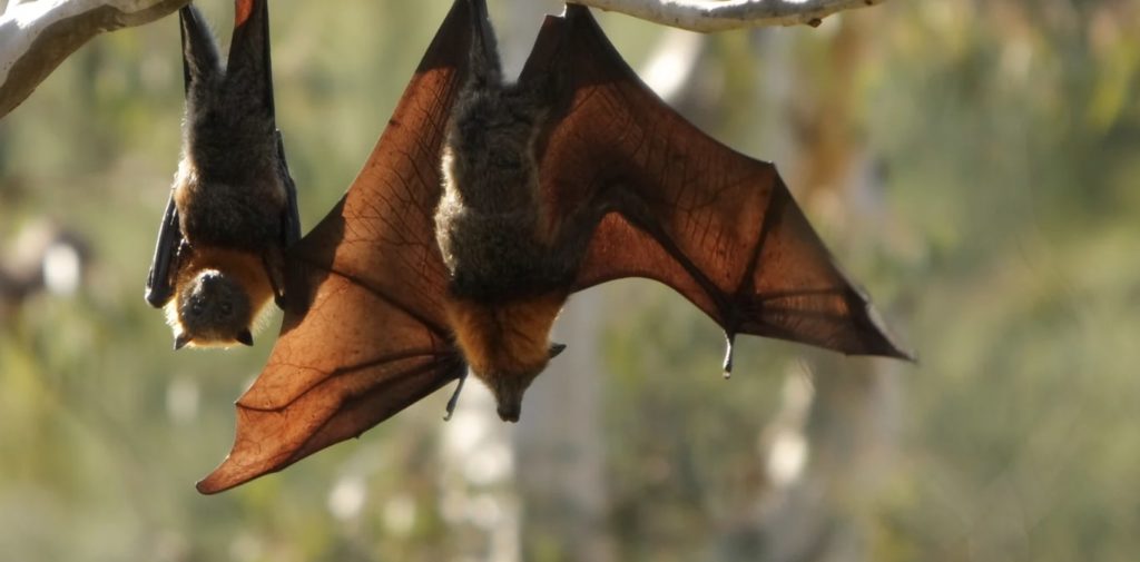 Will the cost vary for interior or external bat removal