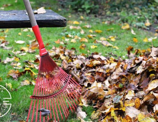 How much does leaf removal cost