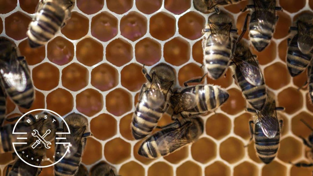 How much does wasp nest removal cost