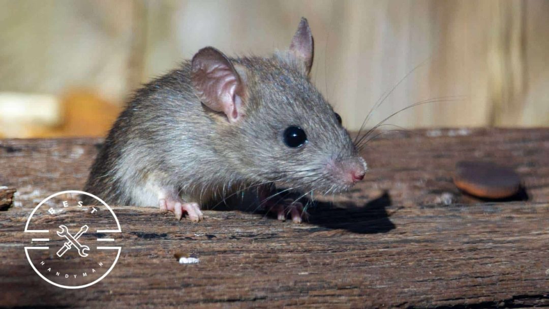 Rat Extermination Cost A Comprehensive Guide