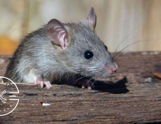Rat Extermination Cost A Comprehensive Guide