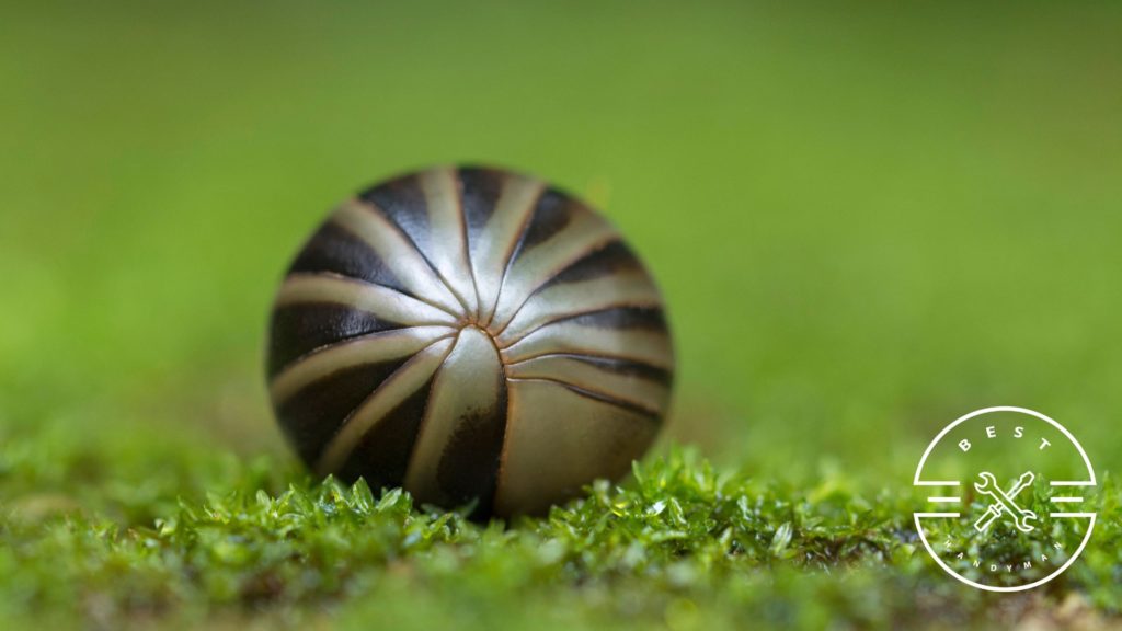 7 Ways to Get Rid of Roly Polies in the House