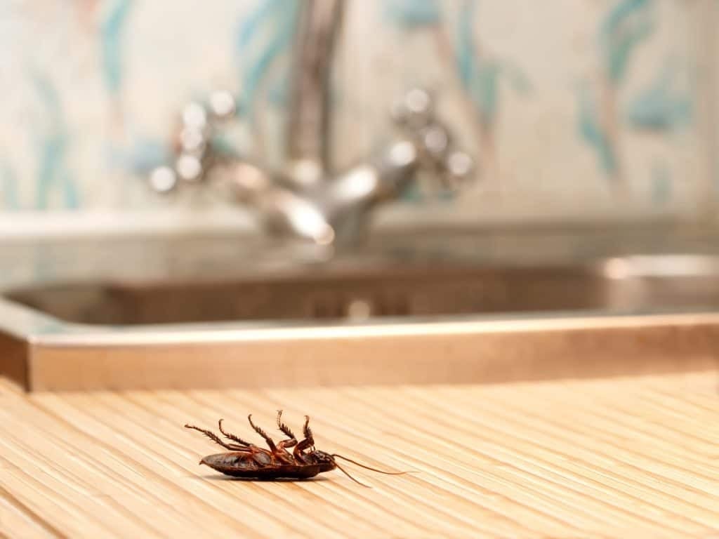 Alternatives to Mothballs for Roach Control