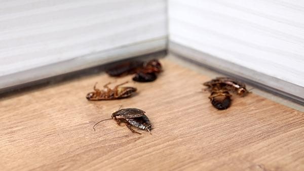 Do mothballs keep roaches away