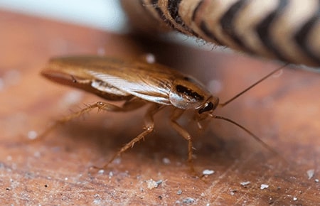 How to Use Mothballs to Get Rid of Roaches