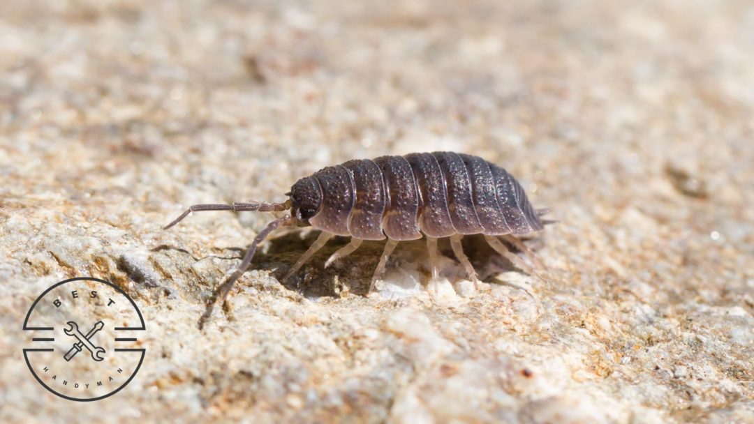 How to get rid of roly polies in the house