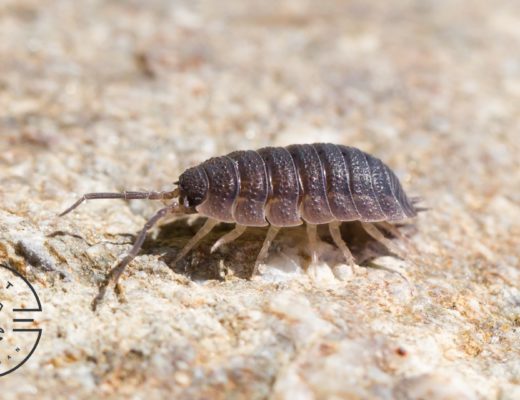 How to get rid of roly polies in the house