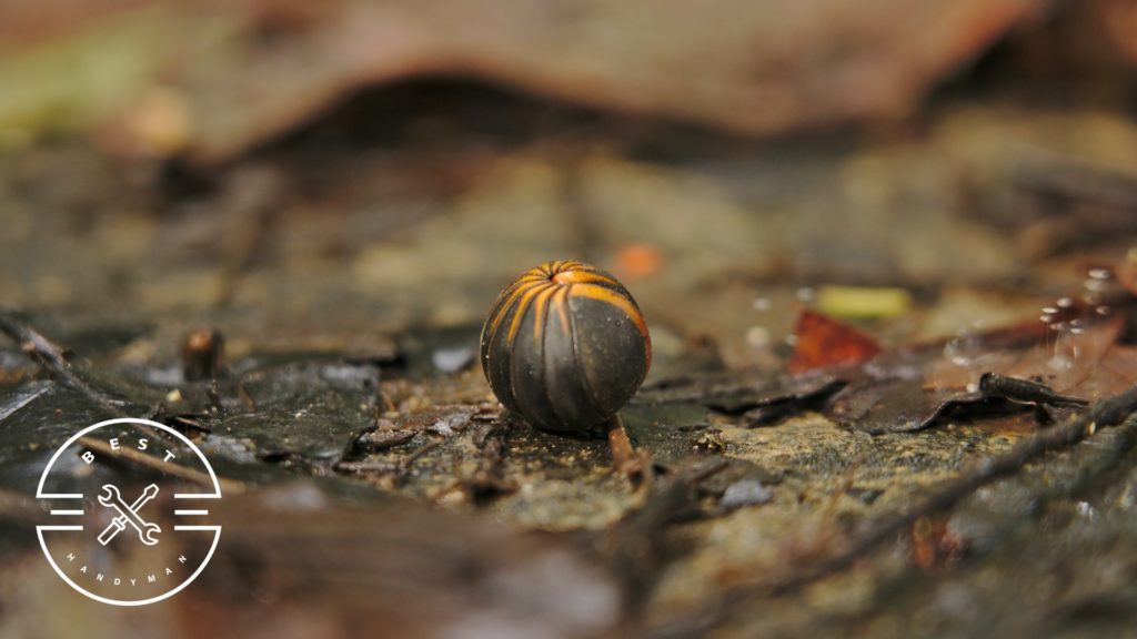 How to prevent roly poly infestation inside the house