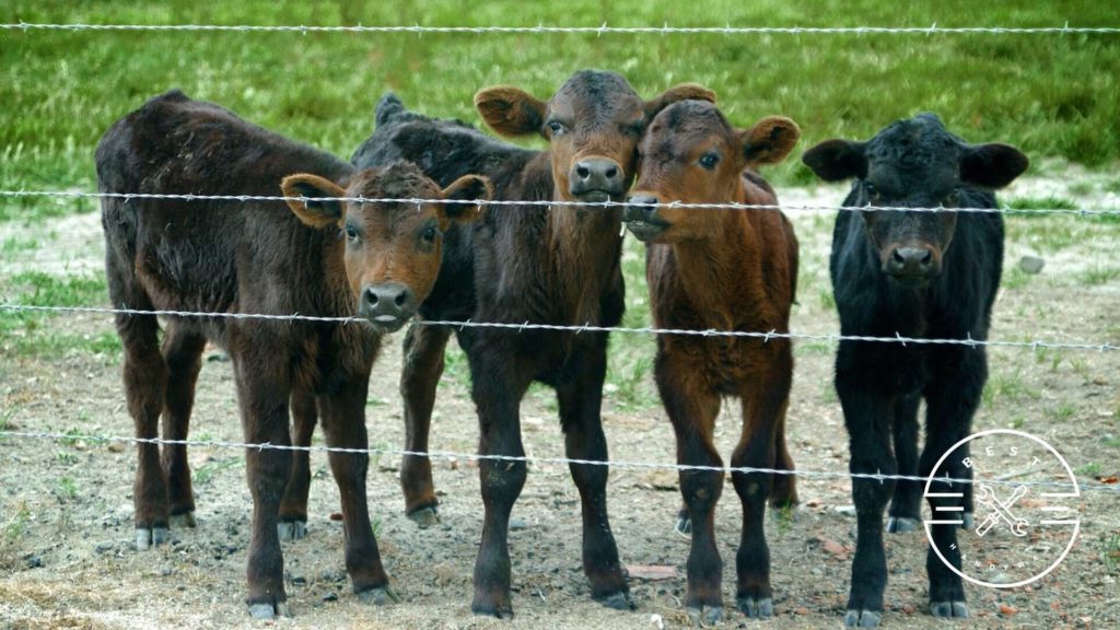 Livestock Barbed Wire