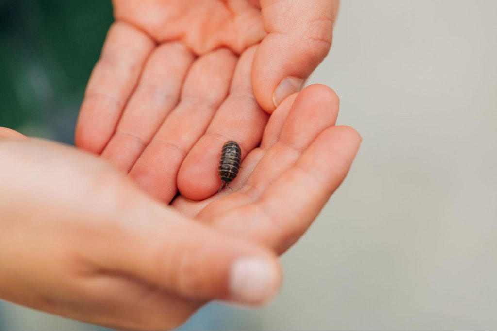 Monitor for any roly poly activity and address them immediately