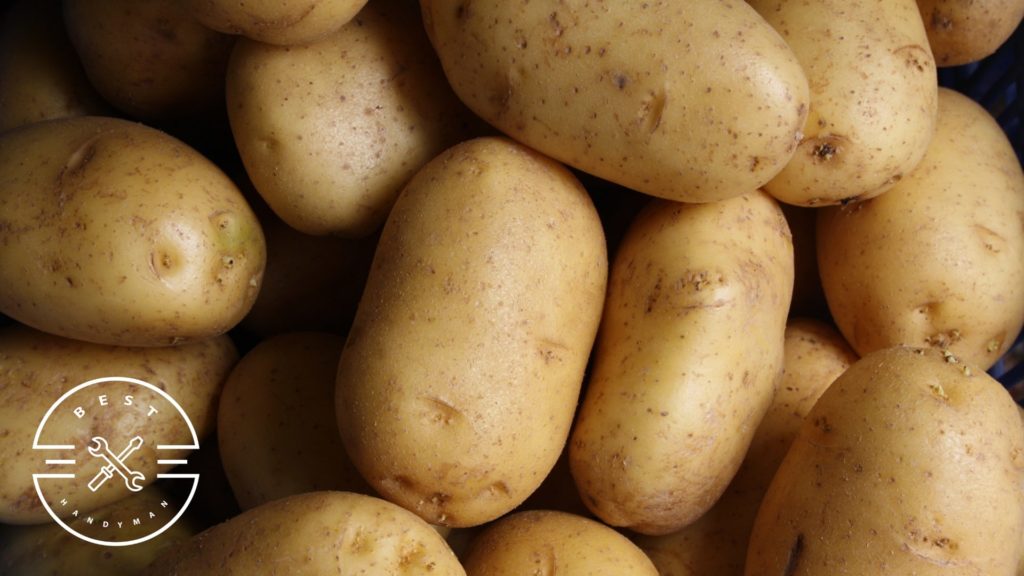 Use potato chunks as traps