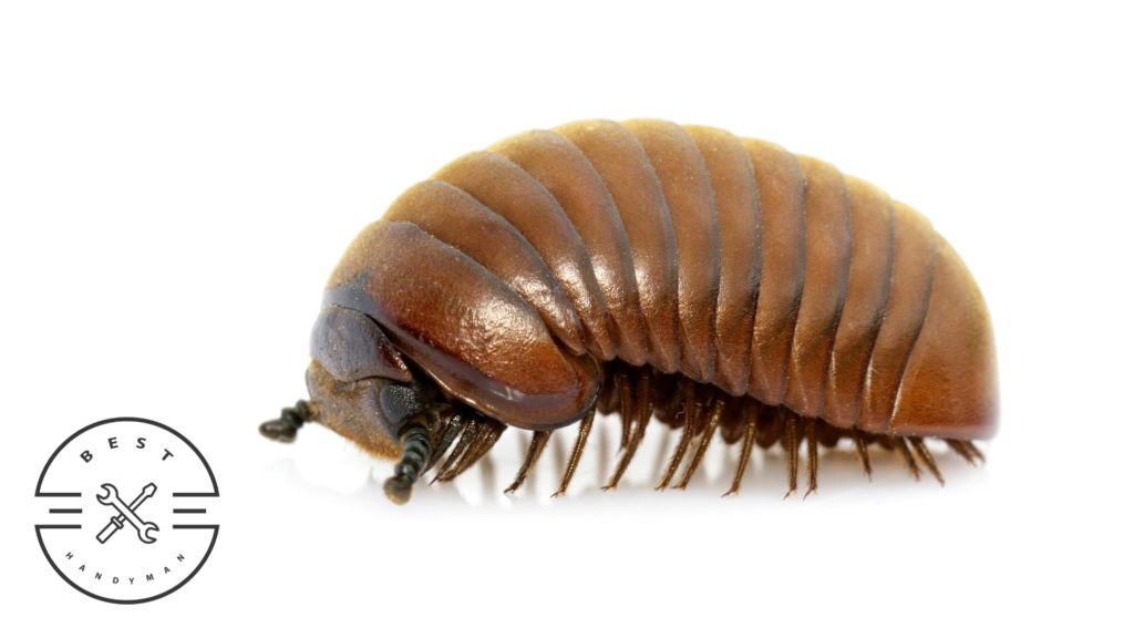 What are roly polies