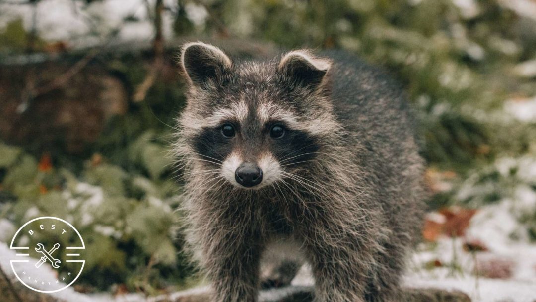 10 Irresistible Baits That Will Help You Outsmart Raccoons