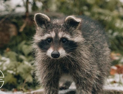 10 Irresistible Baits That Will Help You Outsmart Raccoons